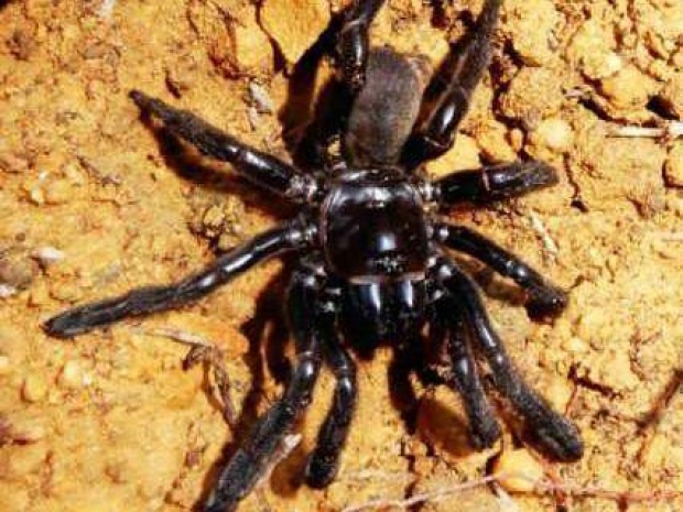 แมงมุมอายุ 43 ปี ตายแล้วหลังถูกตัวต่อโจมตี นักวิจัยระบุเป็นแมงมุมอายุยืนที่สุดในโลก !!