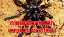 แมงมุมอายุ 43 ปี ตายแล้วหลังถูกตัวต่อโจมตี นักวิจัยระบุเป็นแมงมุมอายุยืนที่สุดในโลก !!