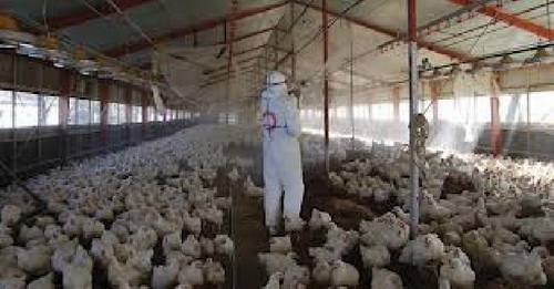 พบผู้ติดเชื้อไข้หวัดนกสายพันธุ์ใหม่ H7N9 ในจีนเสียชีวิตแล้ว 2 ราย