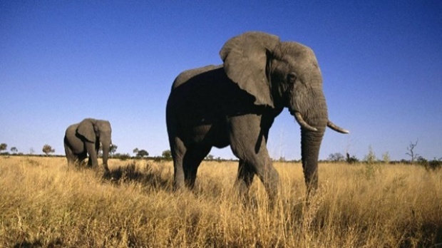 30 ประเทศ ร่วมการประชุมอนุรักษ์ช้างป่าแอฟริกา เผย 4 ปี สูญกว่าแสนตัว