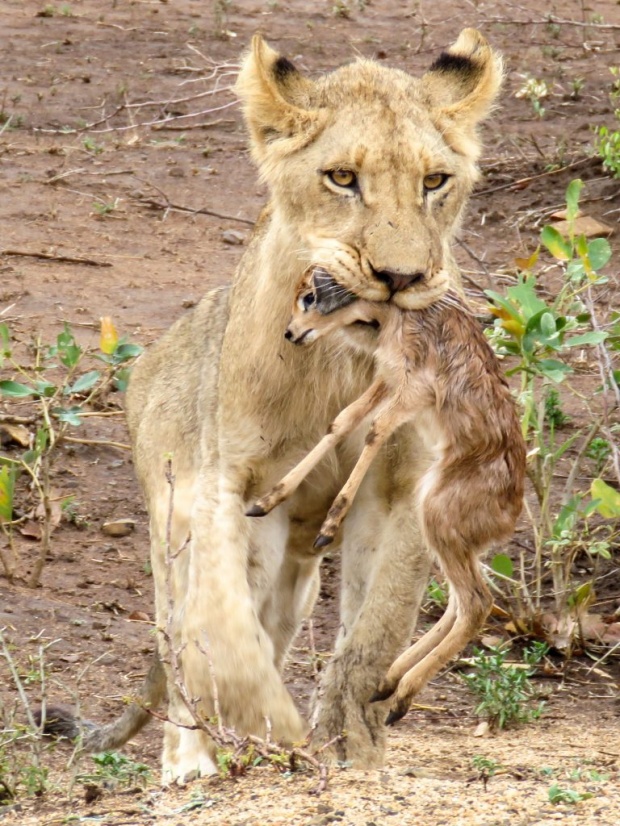 หาดูยาก! สิงโตหนุ่มดูแลลูกละมั่งกำพร้าสุดอ่อนโยนกลางป่าแอฟริกา