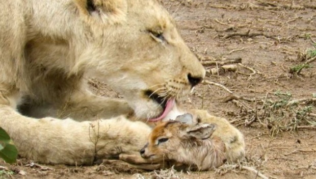 หาดูยาก! สิงโตหนุ่มดูแลลูกละมั่งกำพร้าสุดอ่อนโยนกลางป่าแอฟริกา