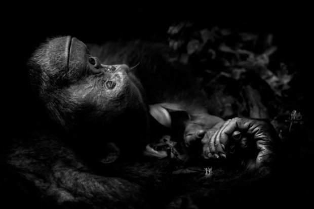 ช็อตสะเทือนใจ!! “แรดดำ” ถูกตัดนอ นอนตายอนาถ พิชิตรางวัลภาพถ่ายสัตว์ป่าแห่งปี