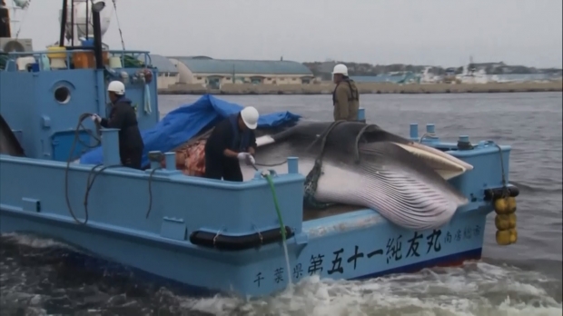 ฤดูล่าวาฬ? “ญี่ปุ่น” ออกเรือล่าวาฬอีกครั้ง หลังทิ้งช่วงมานาน “30 ปี” 