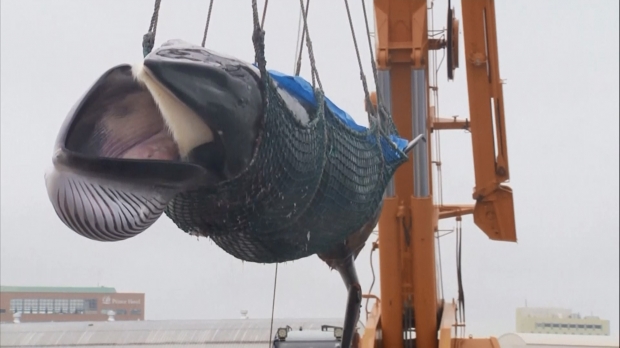 ฤดูล่าวาฬ? “ญี่ปุ่น” ออกเรือล่าวาฬอีกครั้ง หลังทิ้งช่วงมานาน “30 ปี” 