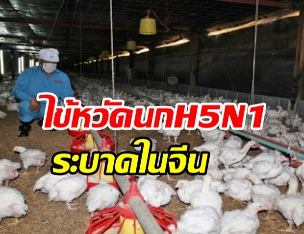 จีนผวาซ้ำ! ไข้หวัดนก H5N1 ระบาดฟาร์มไก่ใกล้หูเป่ย