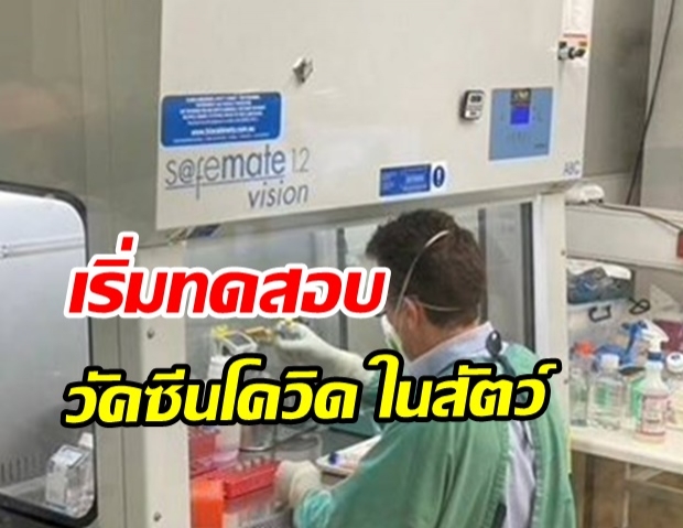 ข่าวดี! ออสเตรเลีย เริ่มทดสอบวัคซีนโควิด-19 ในสัตว์