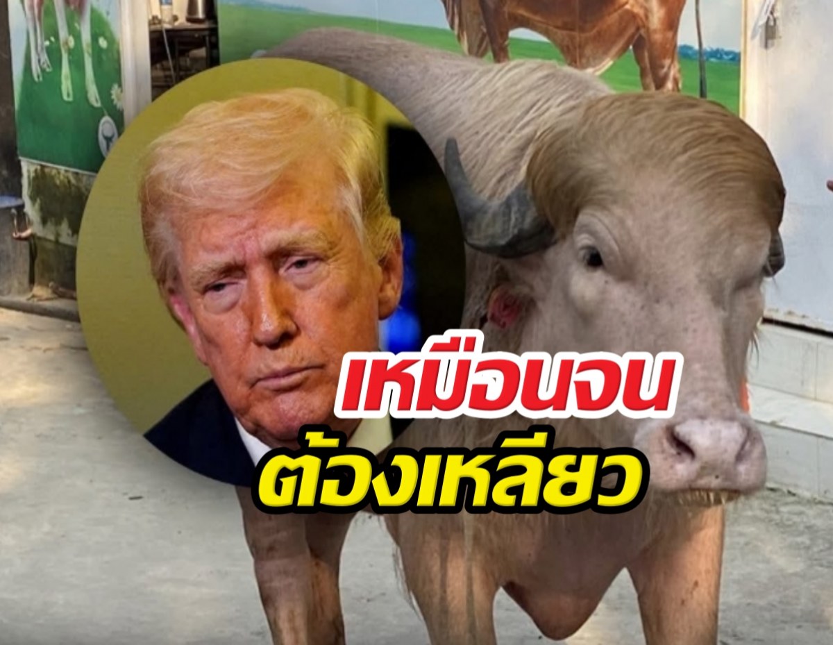 คนแห่ดูแน่นฟาร์ม! ควายเผือกหน้าเหมือน โดนัลด์ ทรัมป์
