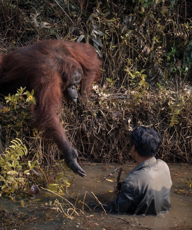 เปิดภาพประทับใจ! ลิงอุรังอุตัง ยื่นมือช่วยจนท.ขึ้นจากแม่น้ำ