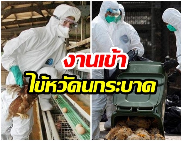 ผงะ ไข้หวัดนกระบาดหนัก กำจัดไก่ทั่วประเทศแล้วกว่าล้านตัว