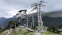 พบต้นไม้เก่าแก่ที่สุดในยุโรป อายุ 1,230 ปี และยังคงเจริญเติบโต