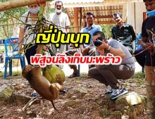 น้องโชว์สื่อดังญี่ปุ่น ยอมรับลิงกังขึ้นมะพร้าวภูมิปัญญาคนไทย