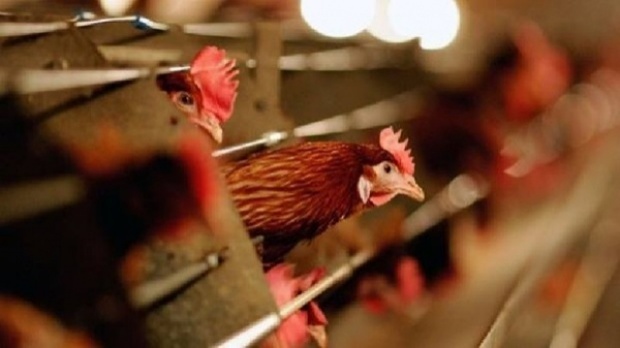 สหรัฐเผยตรวจพบไข้หวัดนกระบาดในฟาร์มไก่ สั่งเร่งกำจัดกว่า5ล้านตัว หวั่นลุกลาม