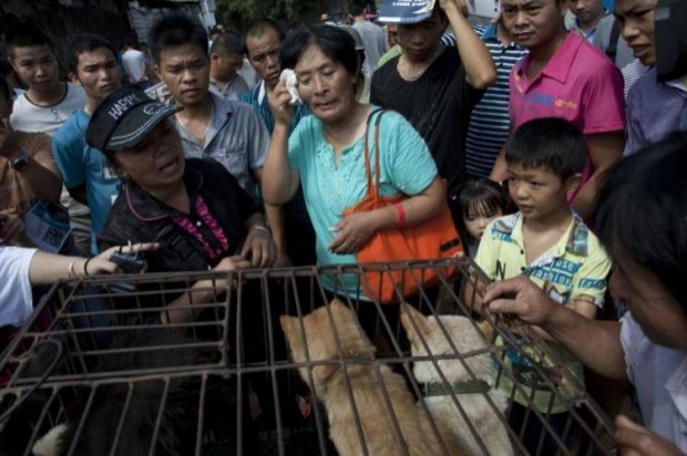 คุณป้าชาวจีนใจบุญควักเงิน ซื้อชีวิตสุนัขงานกินเนื้อหมา