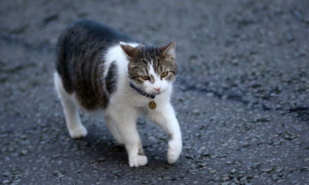 แมว “แลร์รี” งานเข้า! หลังชาวเน็ตพบหนูวิ่งผ่านหน้าบ้านนายกฯ อังกฤษ