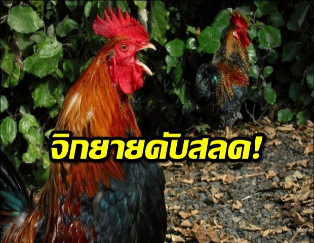 ไอ้โต้งจิกดับสลด! คุณยายออสซี่เก็บไข่ไก่ แพทย์ชี้เป็นกรณีศึกษา