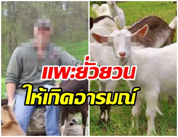 หนุ่มวิตถารยอมรับ “ขืนใจ-ฆ่าแพะ” อ้างถูกสัตว์ยั่วยวน เจ้าของหวั่นทำมาแล้วหลายครั้ง