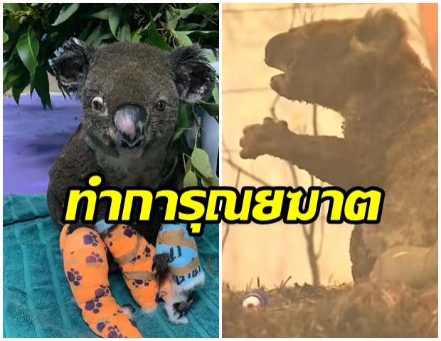 R.I.P.  หมอตัดสินใจทำการุณยฆาตให้กับ “ลูอิส” โคอาล่า ถูกไฟไหม้ 