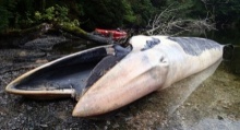 วาฬตายหมู่ครั้งใหญ่!! 337 ตัวเกยตื้นตายที่ชิลี