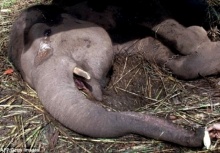  สะเทือนใจ!!ภาพช้างนอนรอความตายน้ำตาไหลสวนสัตว์ดูแลแย่ 