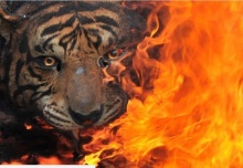 เสือสุมาตราถูกฆ่าอย่างทารุณ ถลกหนัง-ชำแหละอวัยวะ