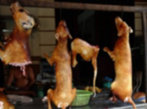 เกาหลีใต้ชุมนุมต่อต้านกินเนื้อหมา