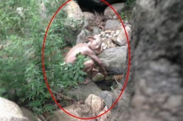 สื่อผู้ดีร่วมตีข่าว จริงหรือแหกตา? นักท่องเที่ยวจีนอ้างถ่ายภาพ สัตว์ประหลาด หน้าตาคล้ายกอลลัม