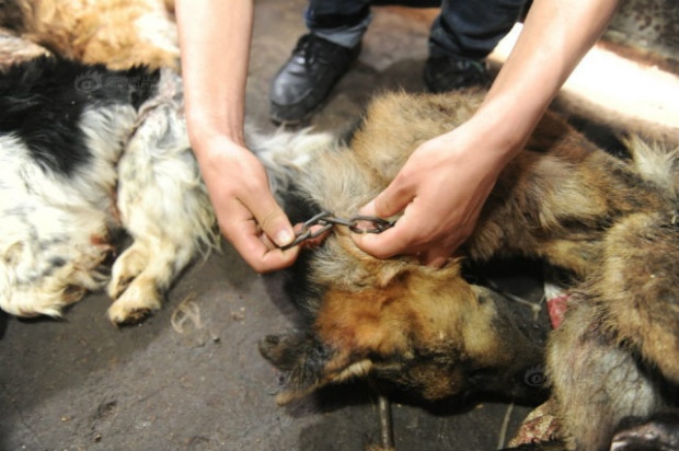 จีนบุกทลายโรงเชือด สุนัข ผิดกฎหมายในมณฑลเหอหนาน 