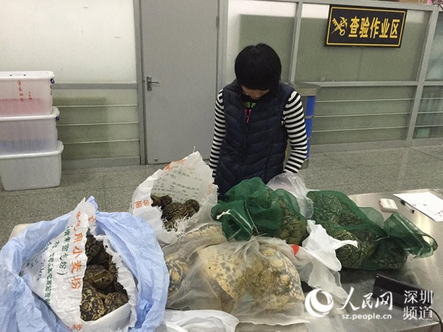 ศุลกากรในเซินเจิ้นพบนทท.ชาวจีนลอบนำเข้าเต่า 80 กว่าตัว