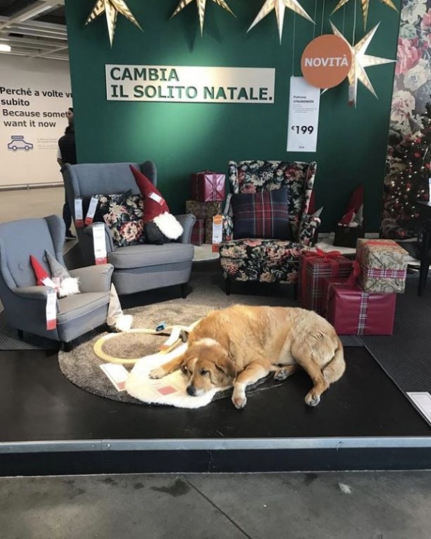 แห่ชื่นชม! อิเกียอิตาลีเปิดร้านให้สุนัขจรจัด หลบภัยหนาว ลูกค้าประทับใจ-รับกลับไปเลี้ยง!! (คลิป)