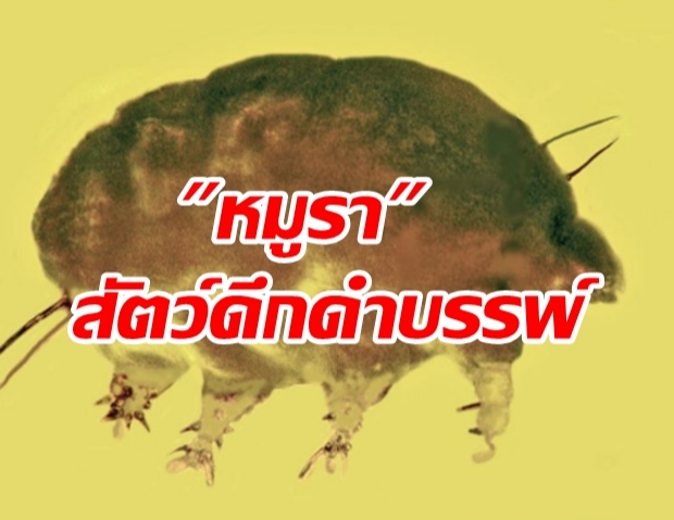 ค้นพบ “หมูรา” ญาติดึกดำบรรพ์ของ “หมีน้ำ” ในก้อนอำพัน 30 ล้านปี