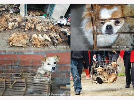 ช่วยหมาพันตัวพ้นโรงเชือดจีน