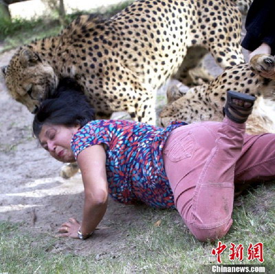 ช็อก เสือชีต้าห์ฉุนขย้ำคอนักเที่ยวหญิงในอุทยานแอฟริกาใต้ เคราะห์ดีรอดตายหวุดหวิด