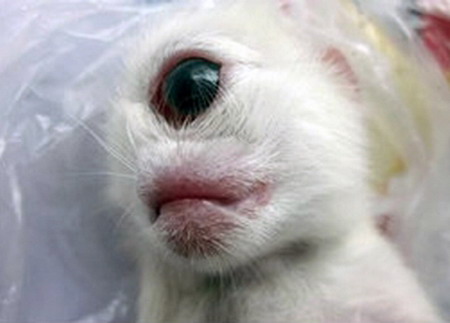 ลูกแมวประหลาดไร้จมูกตาเดียว สัตวแพทย์ชี้โครโมโซมผิดปกติ