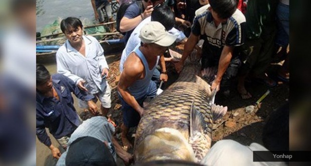 ฮือฮา! ชาวเวียดนามจับ ปลาคาร์ฟยักษ์ ได้ ยาวถึง 1.5 ม.