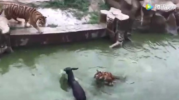 เเห่ประณาม!!! สวนสัตว์จีน โยนลาเป็นๆ ให้ฝูงเสือขย้ำ! (มีคลิป)