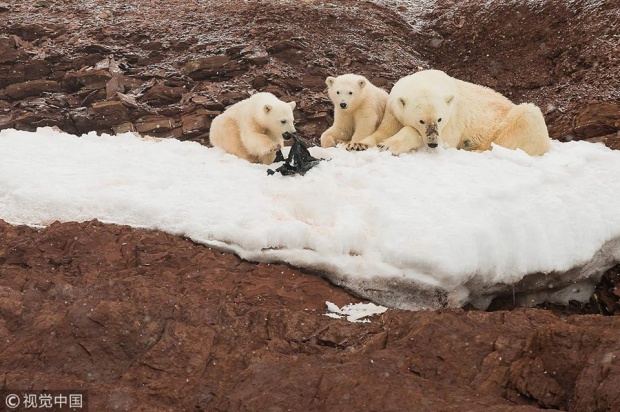 สะเทือนใจ... แม่หมีขั้วโลกนั่งมองลูกเล่นกับแผ่นพลาสติก