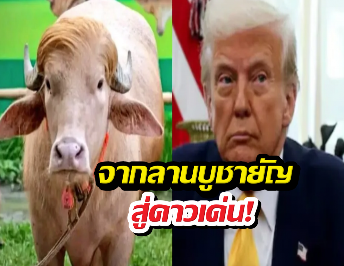 เปิดชีวิตใหม่ ควายเผือกทรัมป์ หลังรบ.สั่งอุ้มเป็นเซเลบ
