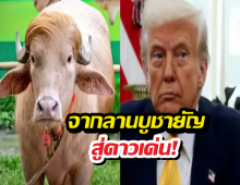 เปิดชีวิตใหม่ ควายเผือกทรัมป์ หลังรัฐบาลสั่งอุ้มไปเป็นเซเลบ
