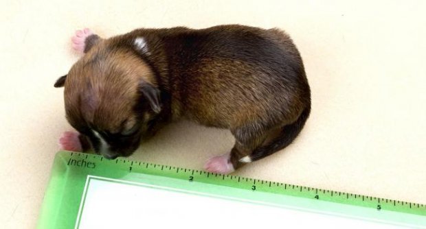 “บียอนเซ่” สุนัขที่อาจมีขนาดเล็กที่สุดในโลก