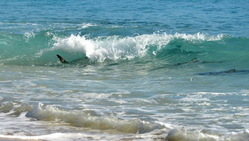 นักว่ายน้ำตะลึง ฉลามนับหมื่นตัว ว่ายวนใกล้หาดในรัฐฟลอริดา