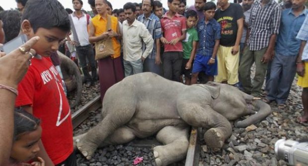 สลด! ฝูงช้างป่า 40 เชือกถูกรถไฟพุ่งชนในอินเดีย ตาย 2