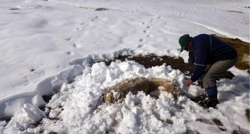 เปรู-โบลิเวีย เผชิญหิมะตกหนักที่สุดในรอบทศวรรษ