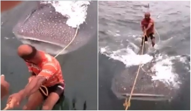ทั่วโลกฮือประณาม คลิปแก๊งหนุ่มพิเรนทร์ขึ้นยืนบนหลังฉลามวาฬ