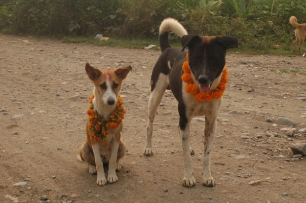 Kukur Tihar เทศกาลน่ารัก ที่มีขึ้นเพื่อบูชาสุนัขในเนปาล