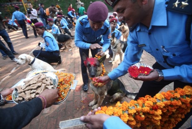 Kukur Tihar เทศกาลน่ารัก ที่มีขึ้นเพื่อบูชาสุนัขในเนปาล