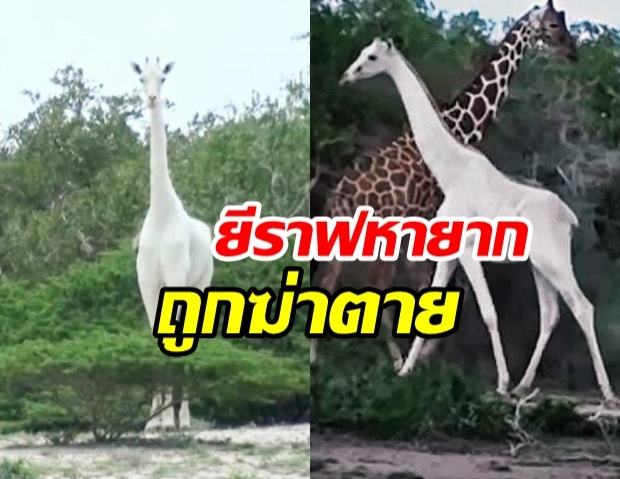 สุดสลดยีราฟขาว ถูกพรานฆ่าทั้งแม่ลูก เจอแต่ซากโครงกระดูก