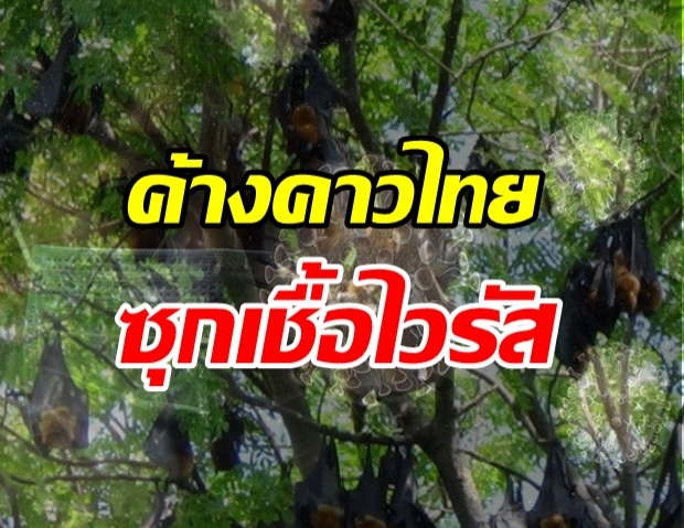 ผลวิจัยใหม่พบค้างคาวไทย ซุกไวรัสโคโรนาคล้ายสายพันธุ์ก่อโควิด-19