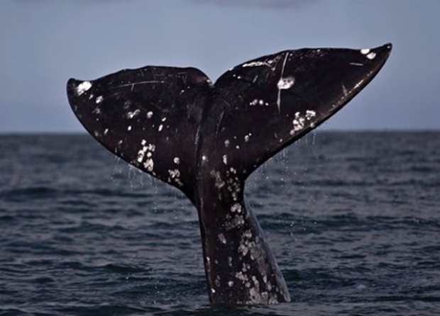 วาฬโดดสูดอากาศทับเรือนำเที่ยวหญิงแคนาดาดับ1