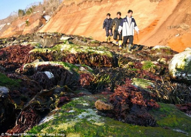 ชาวเกาะญี่ปุ่นงงตาแตก ตื่นเช้ามาเจอพื้นทะเลโผล่ กลายเป็นพื้นดิน